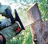How Our Tree Care Process Works  in  Seabrook, MD