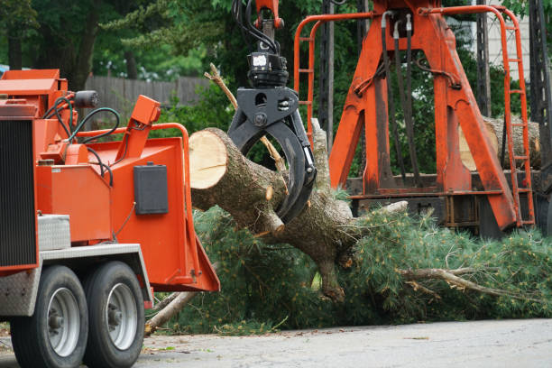 Best Organic Lawn Care Solutions  in Seabrook, MD